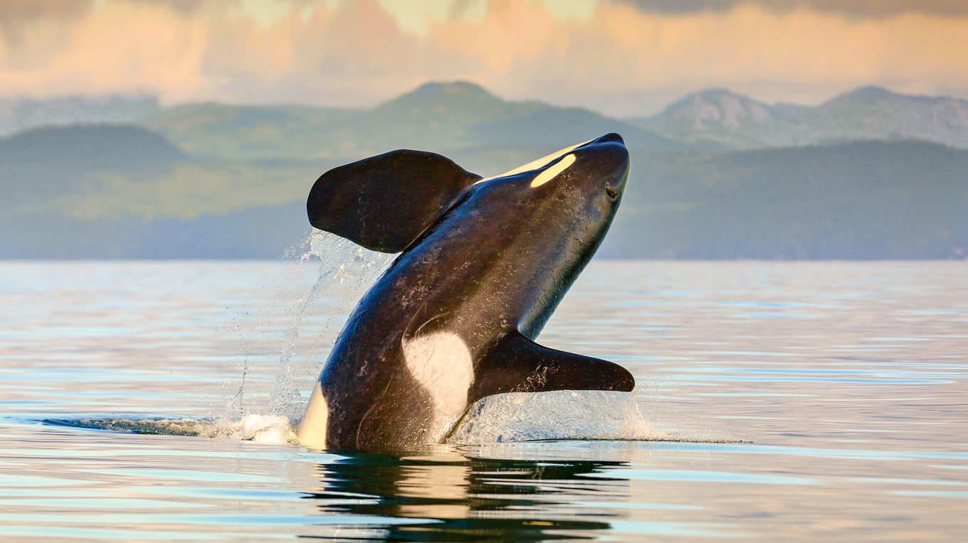 Whale Watching in Victoria