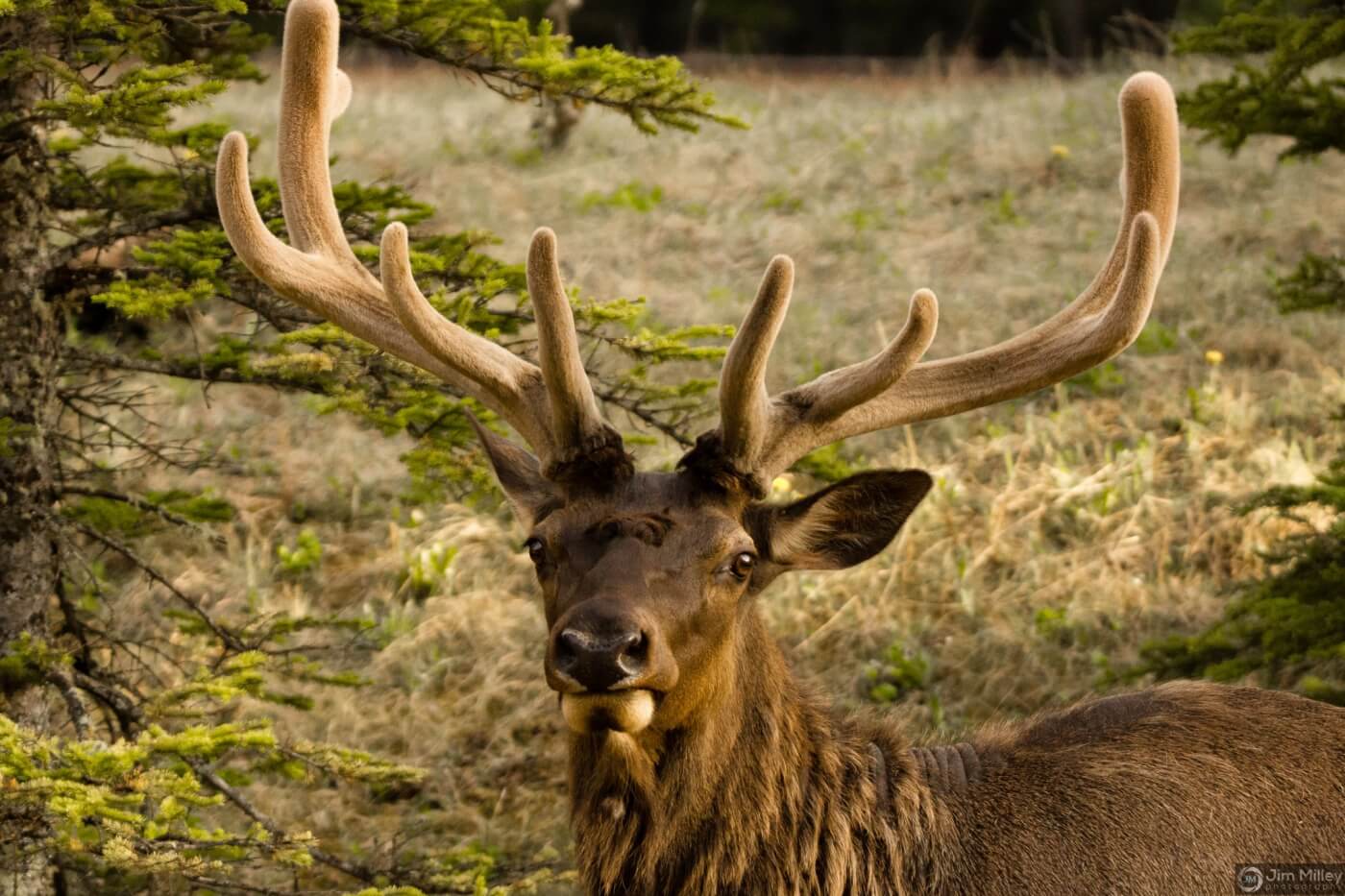 Wildtierbeobachtung im Banff Nationalpark