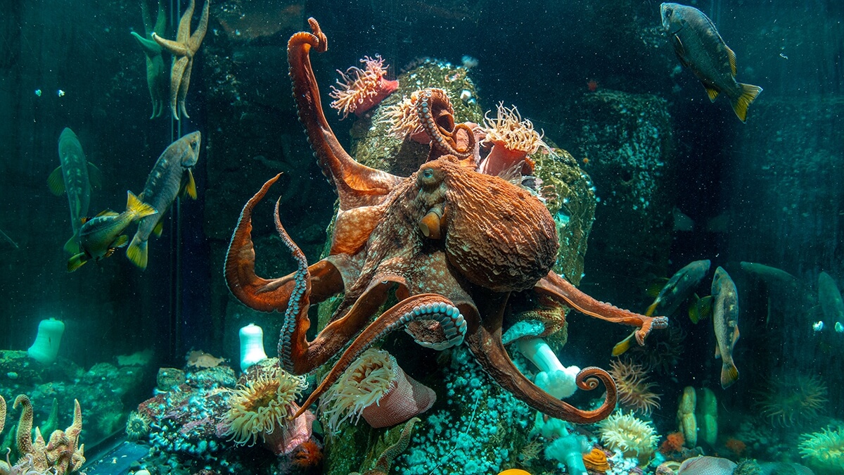 Oktopus im Vancouver Aquarium