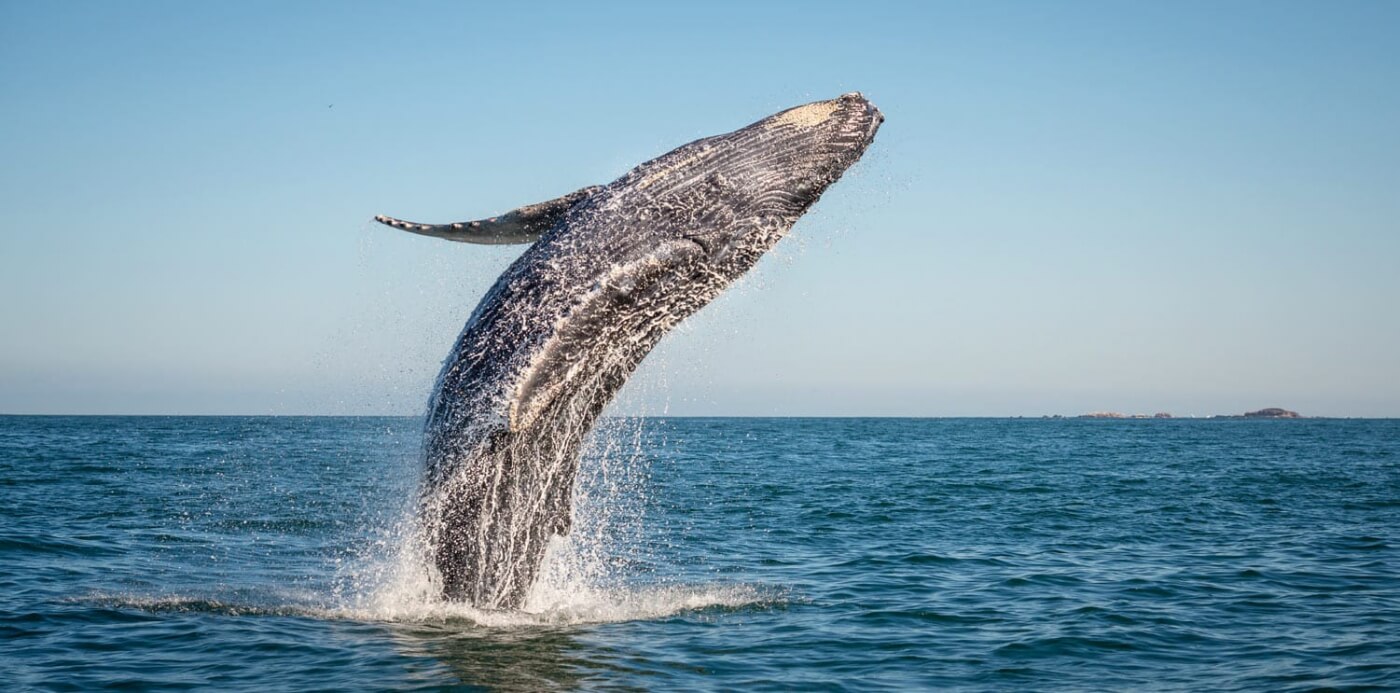 Victoria Whale Watching Tours Herbst