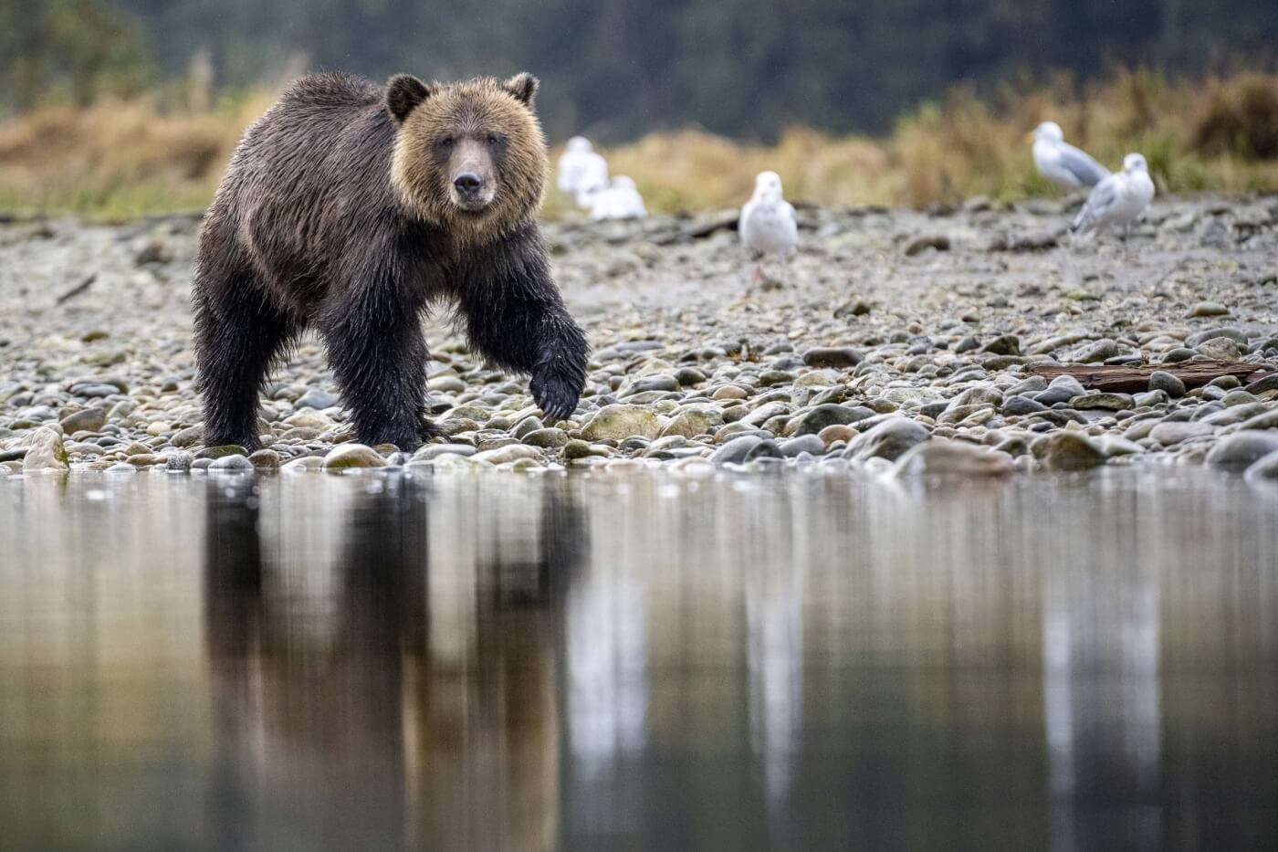 Bärenbeobachtung in Kanada