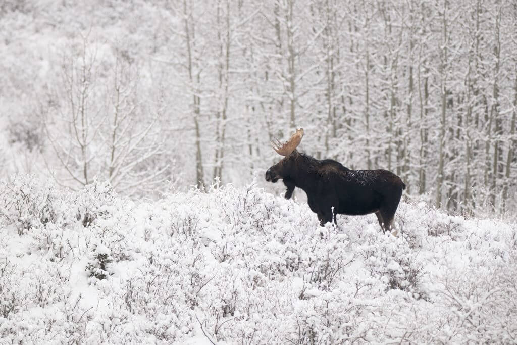 Elch auf schneebedecktem Berg in Kanada