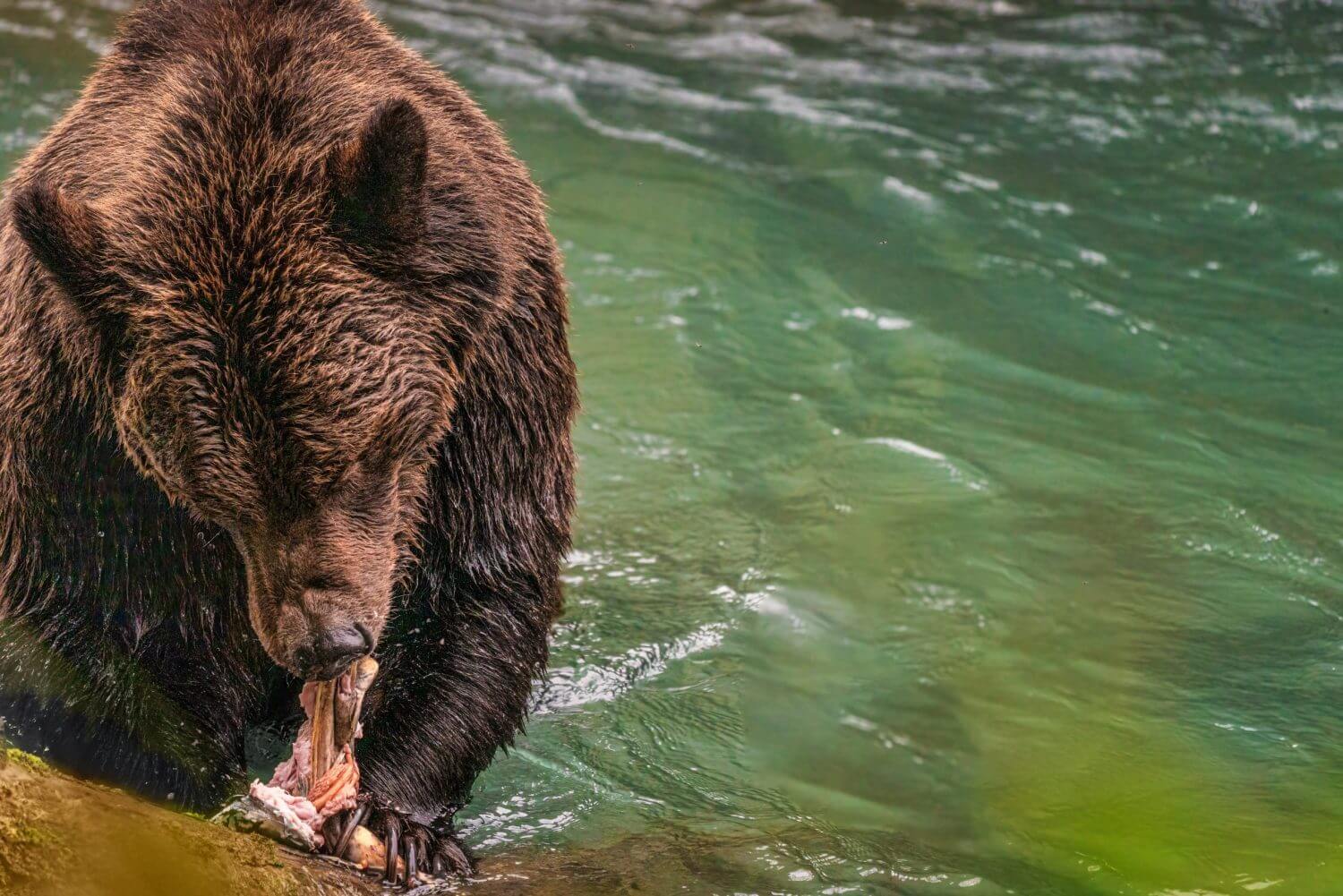 Grizzlybär Vancouver Island