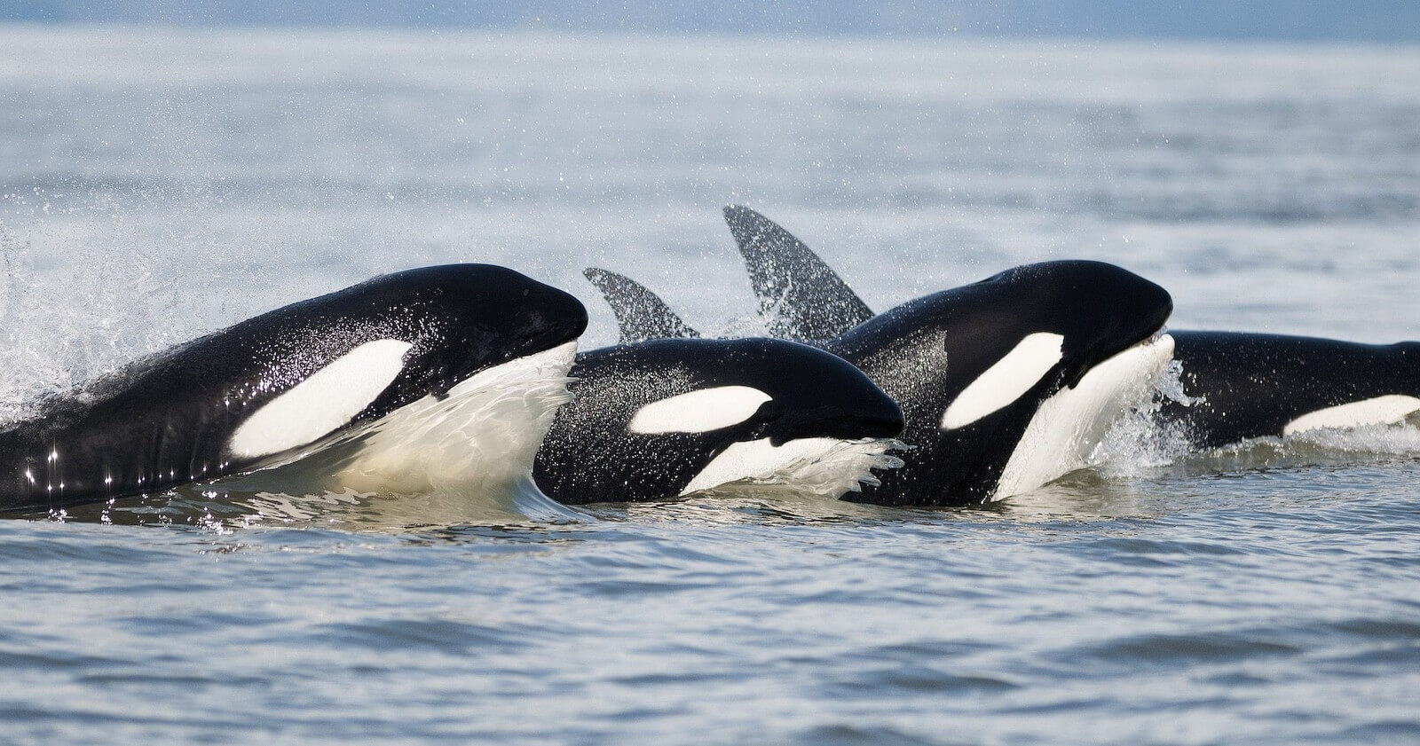 Orca-Sichtung auf Vancouver Island